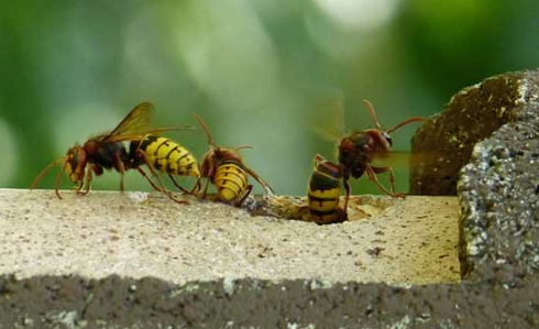 马蜂回来发现蜂巢没了会怎样