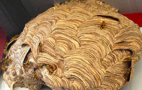 马蜂回来发现蜂巢没了会怎样