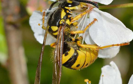 马蜂一直在窗户旁边是为什么