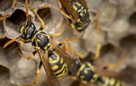 马蜂一直在窗户旁边是为什么