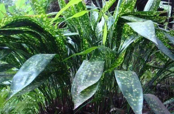 粽子叶是什么植物的叶子（能包粽子的树叶，你认识几种？）