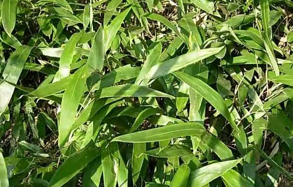 粽子叶是什么植物的叶子（能包粽子的树叶，你认识几种？）