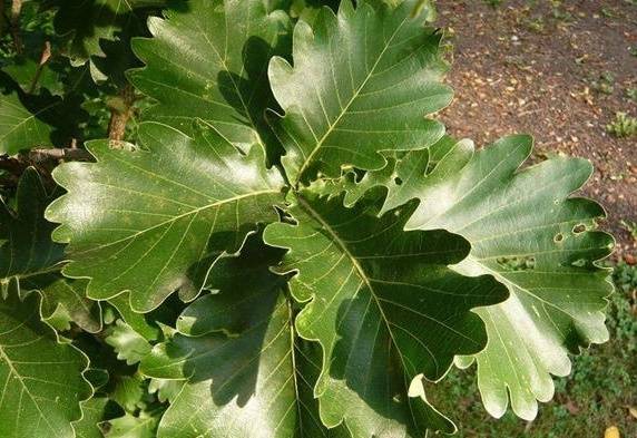 粽子叶是什么植物的叶子（能包粽子的树叶，你认识几种？）