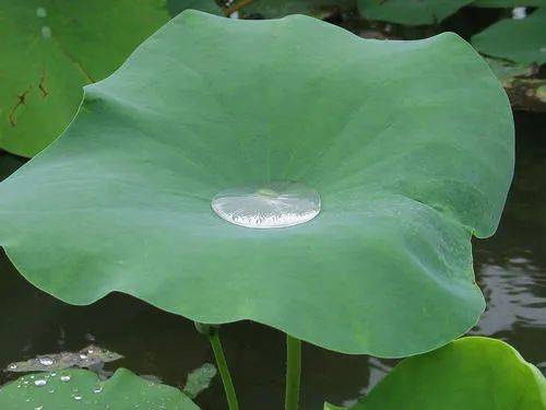 粽子叶是什么植物的叶子（能包粽子的树叶，你认识几种？）