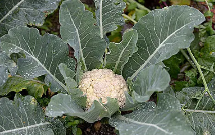 花椰菜老空茎是咋回事