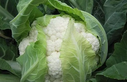 花椰菜老空茎是咋回事