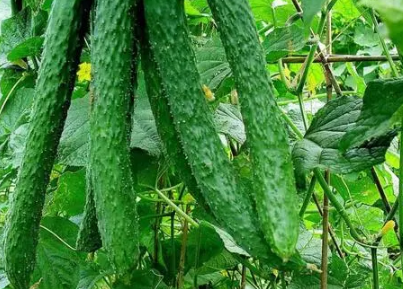 黄瓜花打顶后能恢复吗