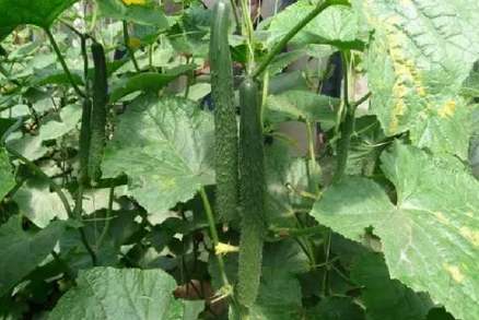 黄瓜花打顶后能恢复吗