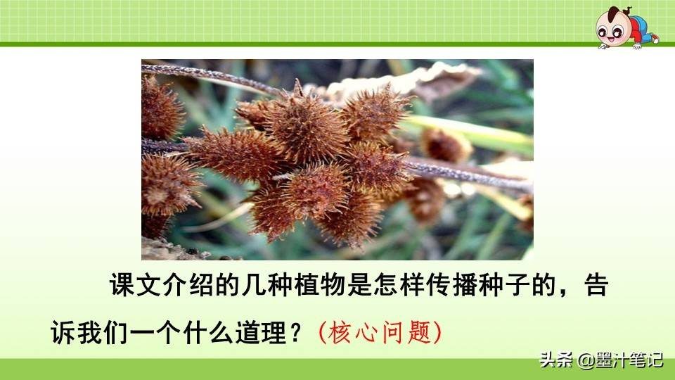 写植物传播种子的方法（植物种子有哪些传播方式）