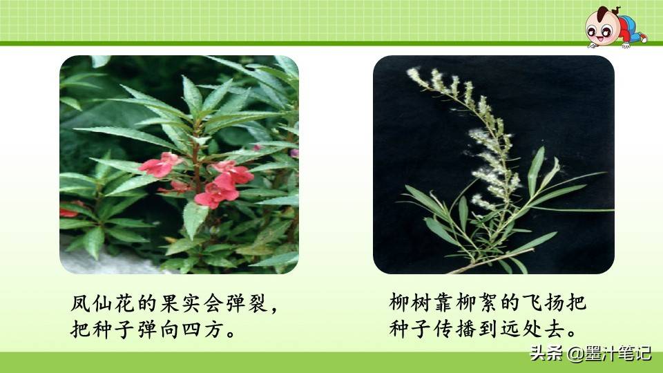 写植物传播种子的方法（植物种子有哪些传播方式）