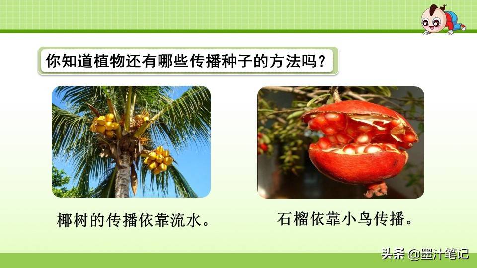 写植物传播种子的方法（植物种子有哪些传播方式）