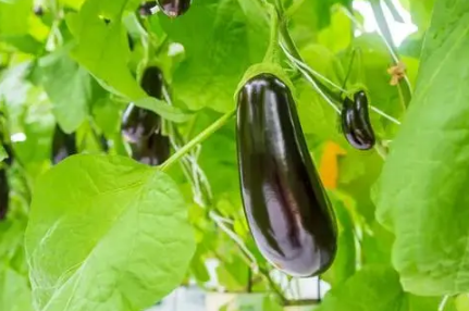 自己种的茄子老烂是咋回事