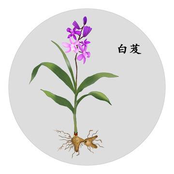 白芨的功效与作用（9中药古今研究：白及）