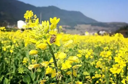 春季种植油菜花需要排水还是催熟