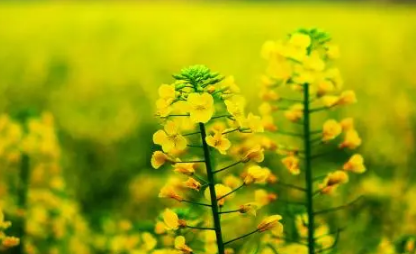 春季种植油菜花需要排水还是催熟