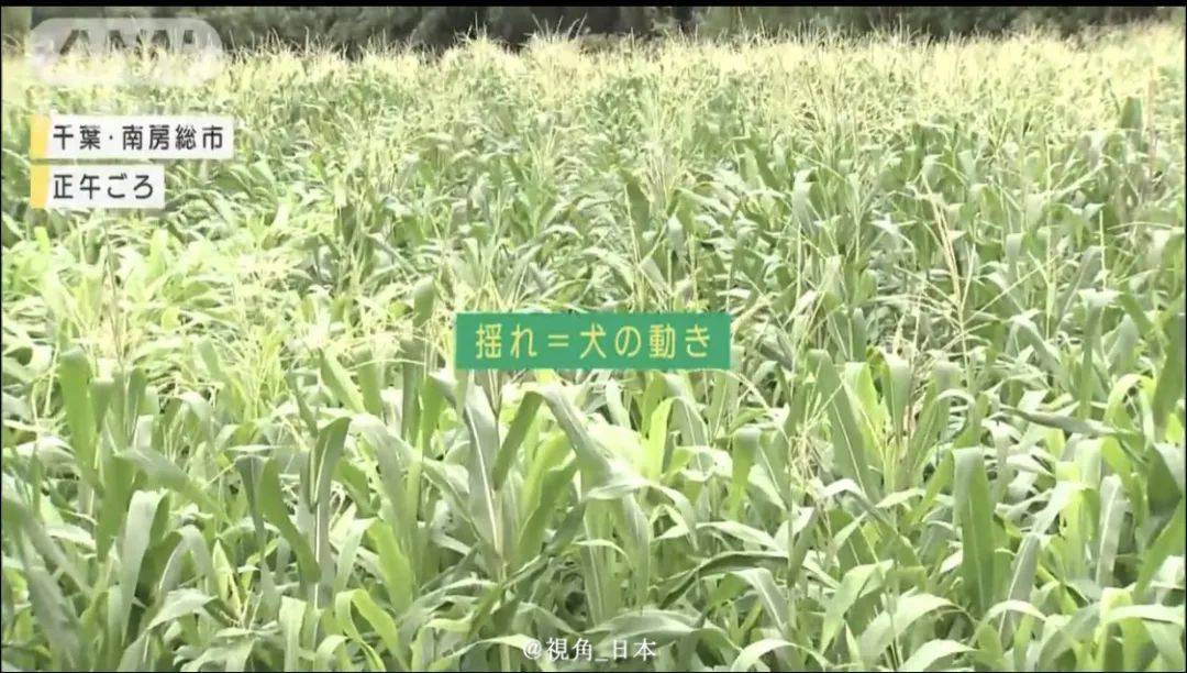 千叶县（日本千叶县房价贵吗）