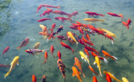 锦鲤可以吃南瓜吗