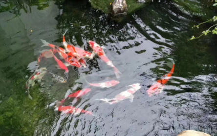 锦鲤可以吃南瓜吗