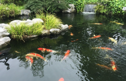 锦鲤可以吃南瓜吗