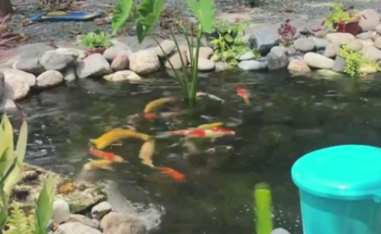 锦鲤在有绿藻的水里容易死吗