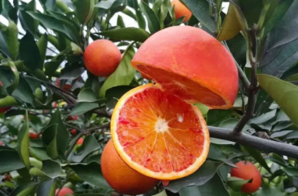红肉橙与血橙有区别吗