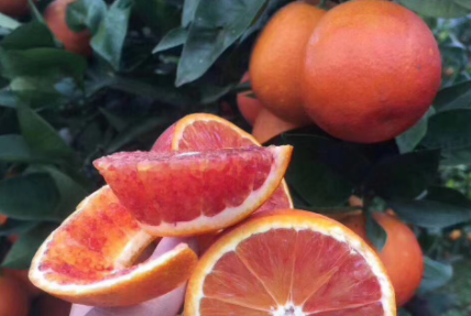 红肉橙与血橙有区别吗