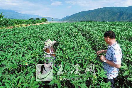 秋葵种植（秋葵的种植技术与管理）
