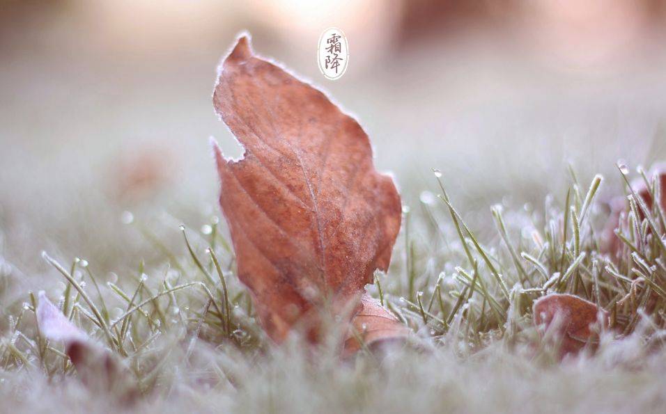 霜降的诗句（十三首霜降诗词）
