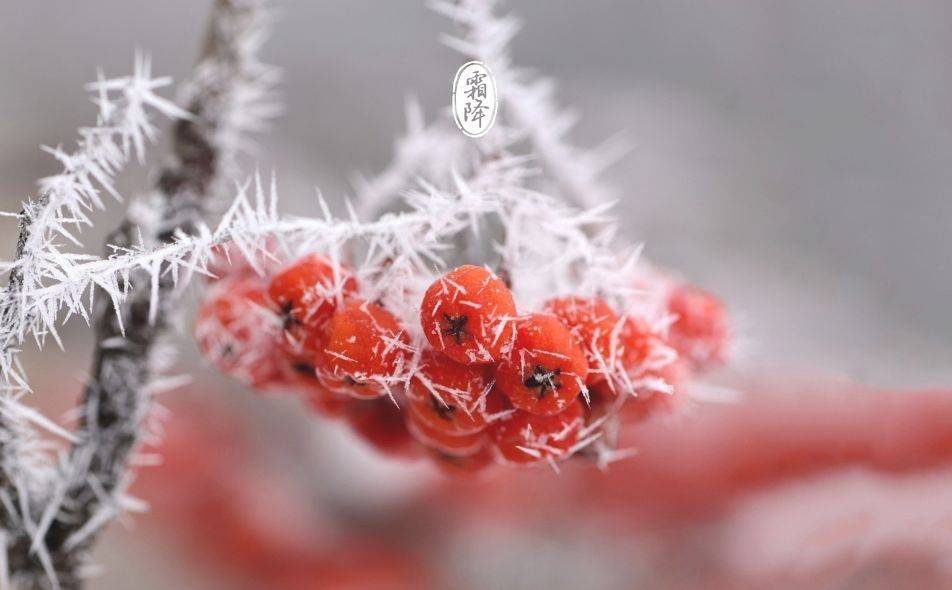 霜降的诗句（十三首霜降诗词）