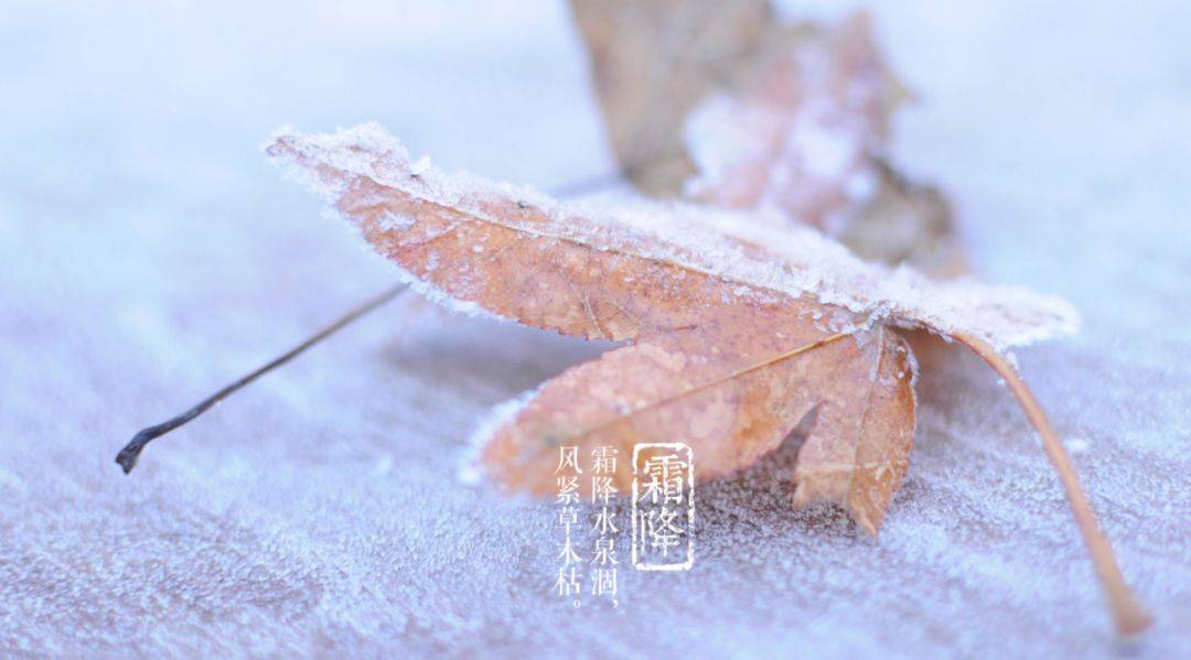 霜降的诗句（十三首霜降诗词）