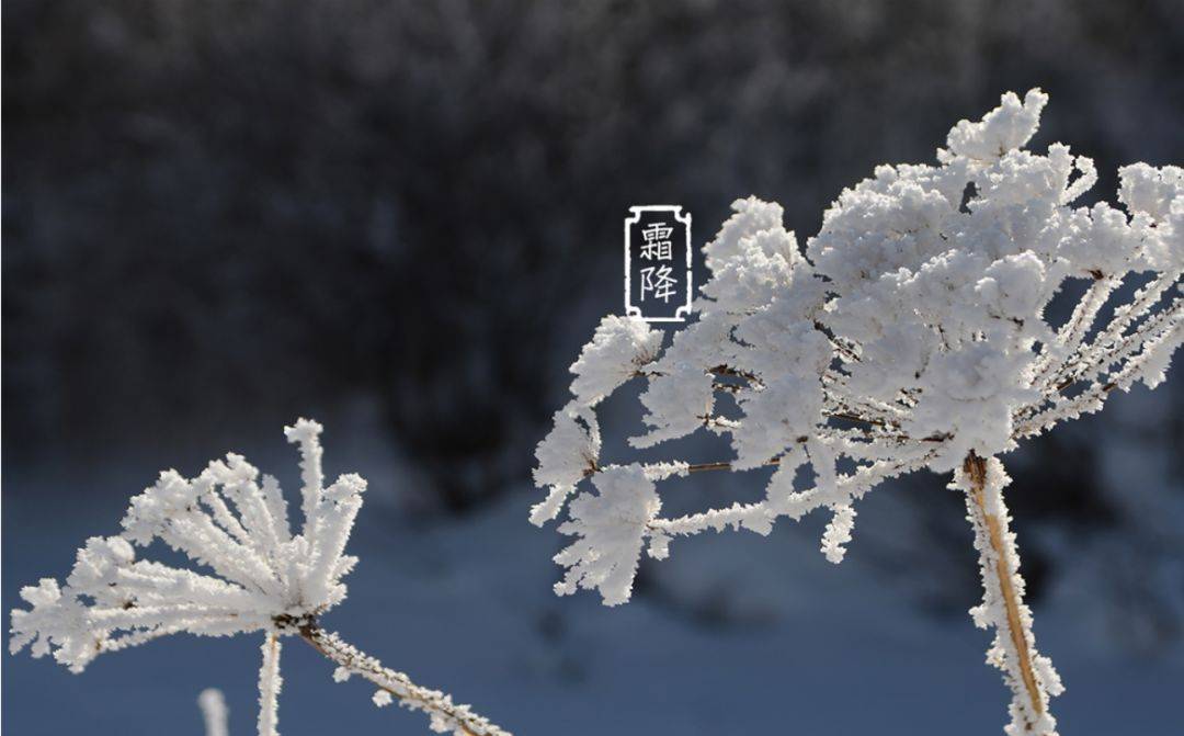 霜降的诗句（十三首霜降诗词）