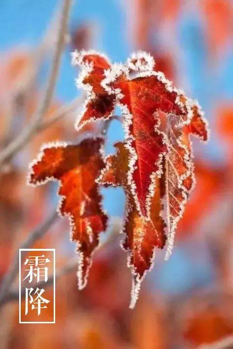 霜降的诗句（十三首霜降诗词）