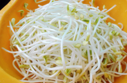 在家用绿豆怎么让它发芽呢