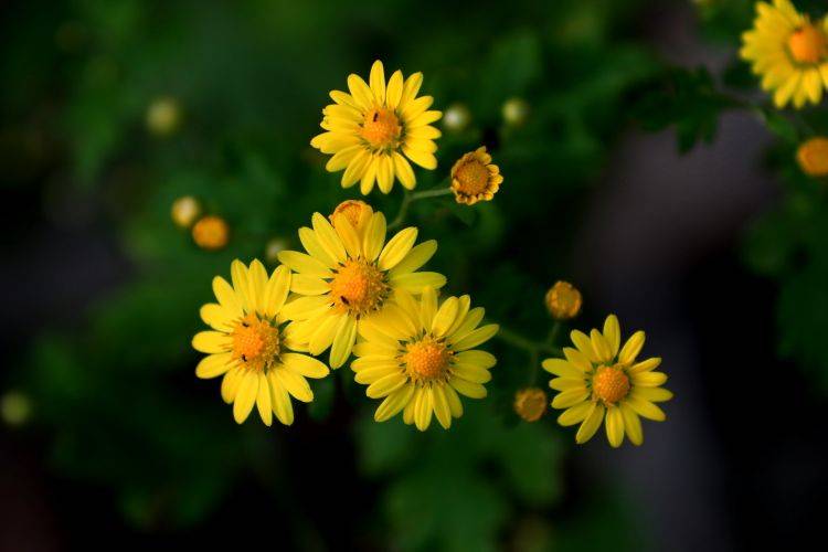 菊花形状(每日中药——野菊花)
