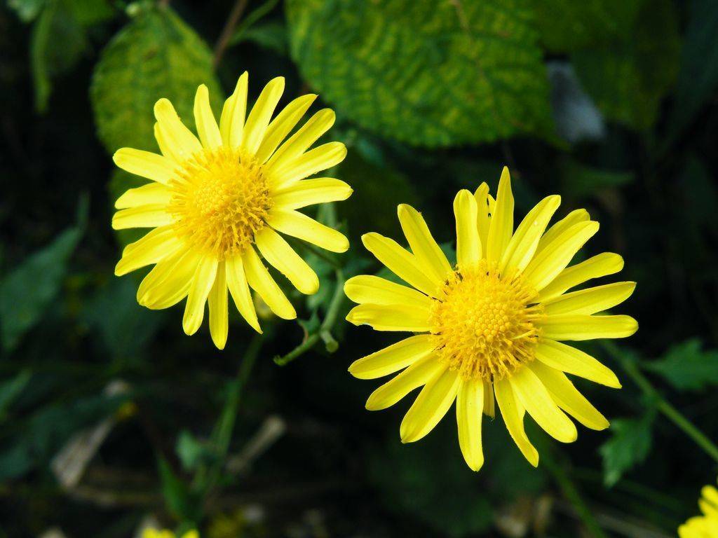 菊花形状(每日中药——野菊花)