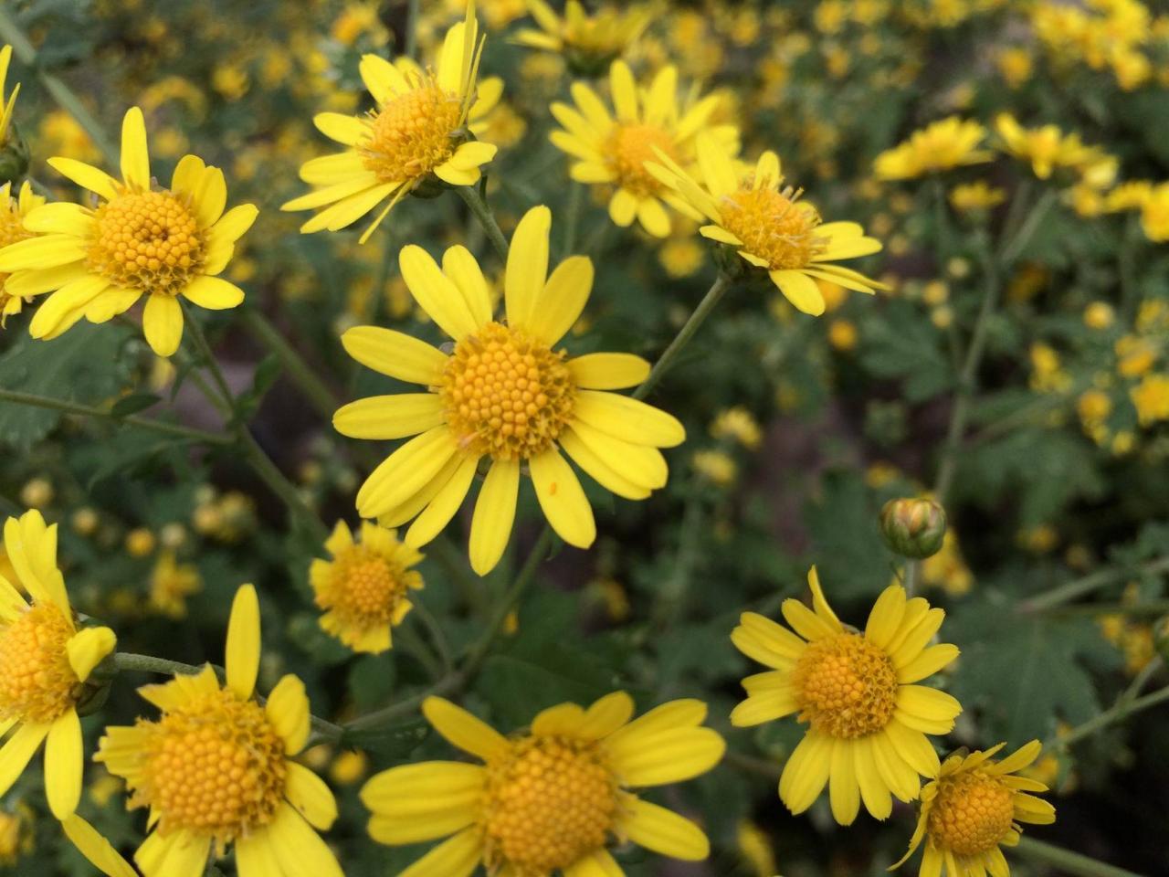 菊花形状(每日中药——野菊花)