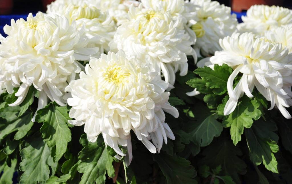 菊花形状(每日中药——野菊花)