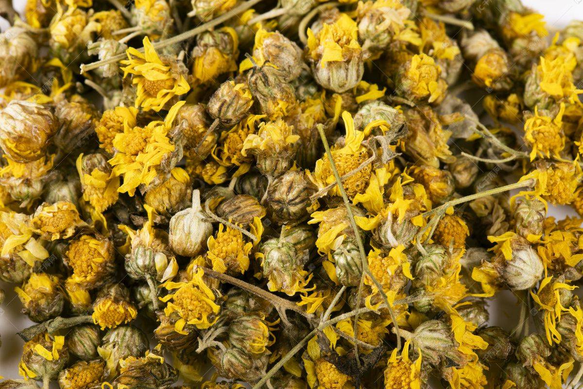 菊花形状(每日中药——野菊花)