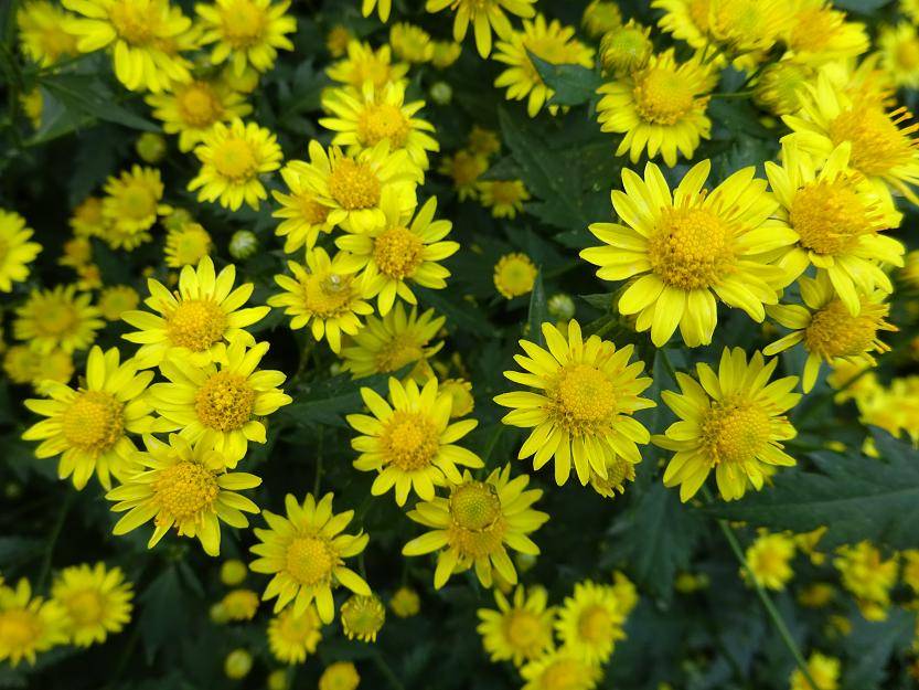 菊花形状(每日中药——野菊花)