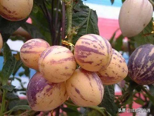 人参果种植（人参果的种植技术！）