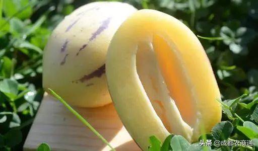 人参果种植（人参果的种植技术！）