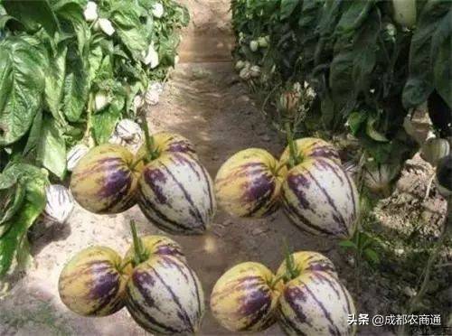 人参果种植（人参果的种植技术！）