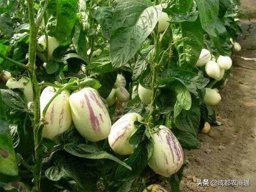 人参果种植（人参果的种植技术！）