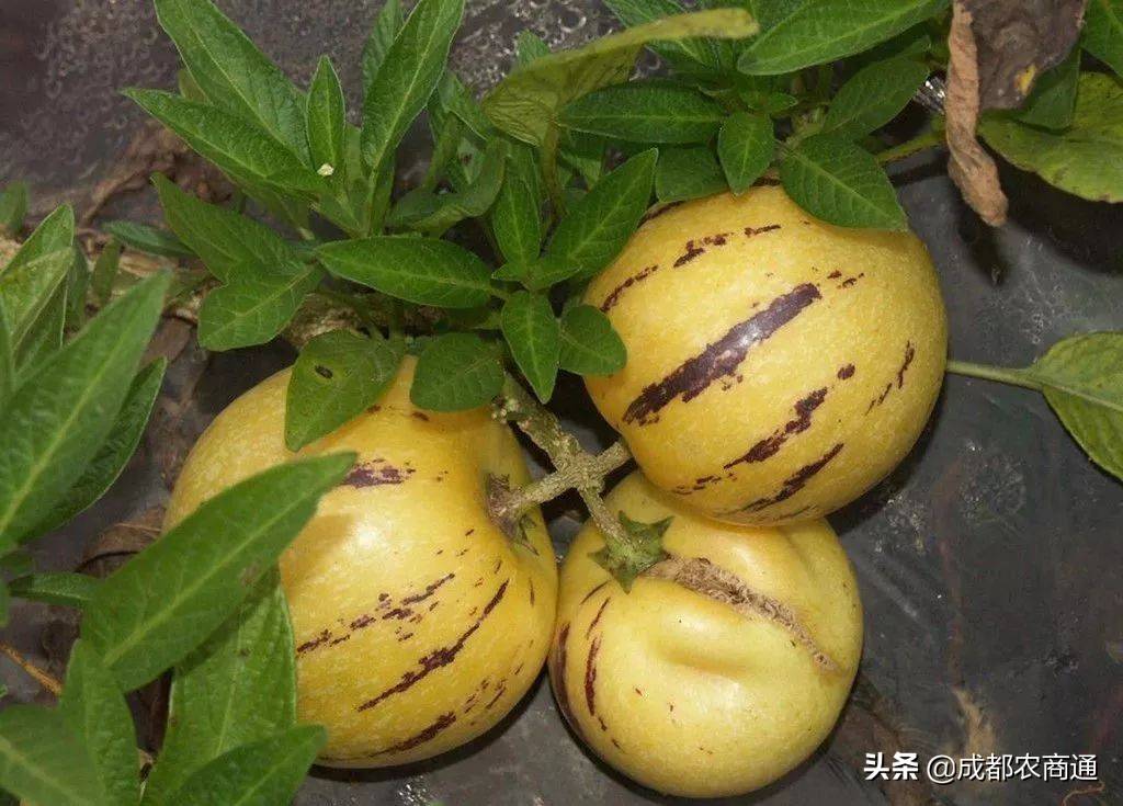 人参果种植（人参果的种植技术！）
