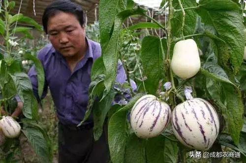 人参果种植（人参果的种植技术！）