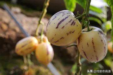 人参果种植（人参果的种植技术！）