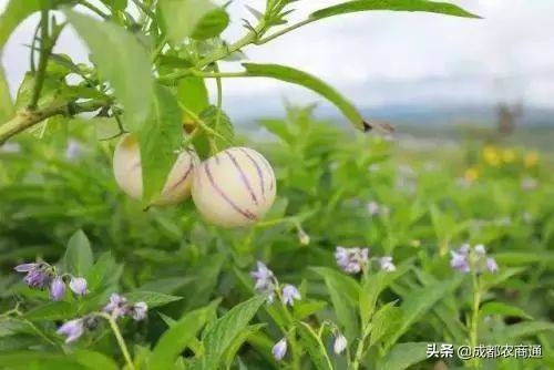 人参果种植（人参果的种植技术！）