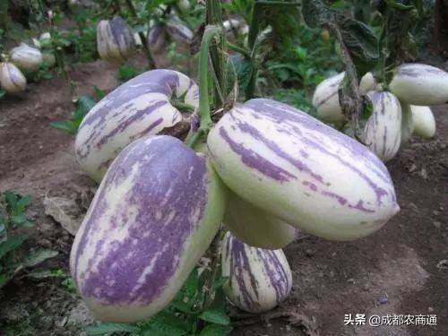 人参果种植（人参果的种植技术！）