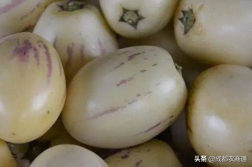 人参果种植（人参果的种植技术！）