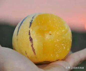 人参果种植（人参果的种植技术！）